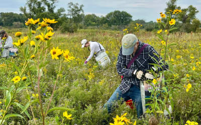 Volunteers in a prairie collecting native seed from plants. Yellow flowers blooming in foreground