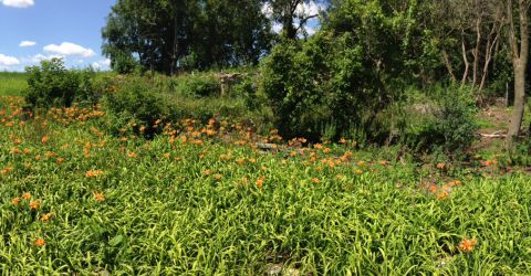Day Lilies at Old Farmstead