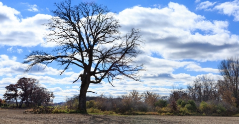 Centennial Oak Tree