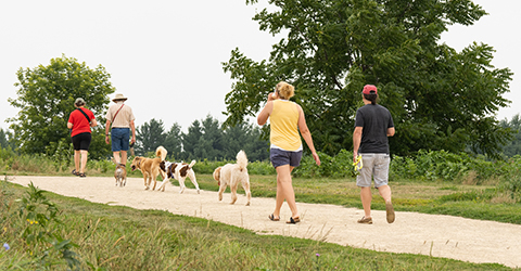 Dog Park courtesy John Kalson