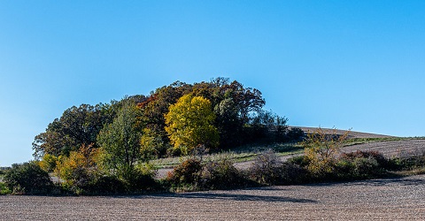 Fall Colors