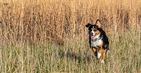 Off-leash Dog Park