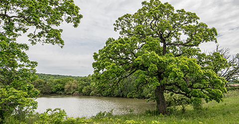 Oak Tree
