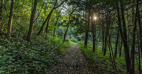 Forest Trail