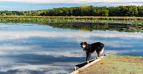 Dog Park Pier