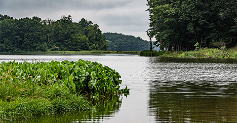 Rice Lake