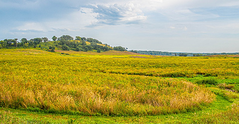 Restored Prairie near the Prairie Parking Lot