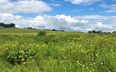 Scenic view of blue skies and a prairie blooming with wildflowers