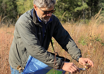 Collecting native plant seeds.