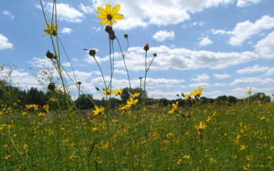 Wildflowers at Pheasant Branch Conservancy