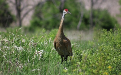 Sandhill Crane