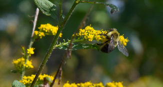 Bumblebee on goldenrod