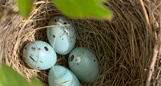 Speckled bird eggs