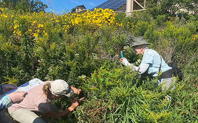 Two people in a prairie taking photos of flowers and bees using their phones.