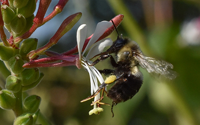 A bumble bee on a biennial guara (pink and white) flower 
