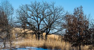 An oak savanna with invasive brush cleared from within it.