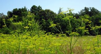 Wild parsnip in flower (yellow)