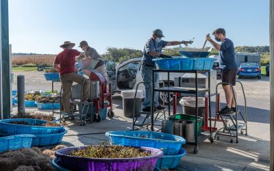 Volunteers processing dried seed with hammermills