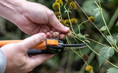 Close up of volunteer hands clipping off a seed head