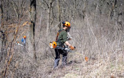 Volunteers using brush cutters to cut brush out from an oak savanna