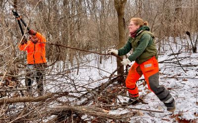 Two volunteers cutting out a vine growing in a cut buckthorn