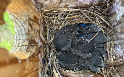 At least 5 bluebird fledglings (baby bluebirds) in a nest box.