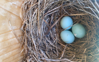 A set of three bright blue bluebird eggs in a nest within a wooden nest box.