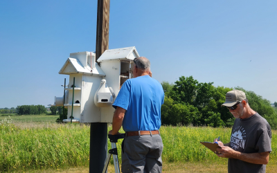Two volunteers monitoring a Purple Martin nest box (apartment-style nest box) during the summer season.  