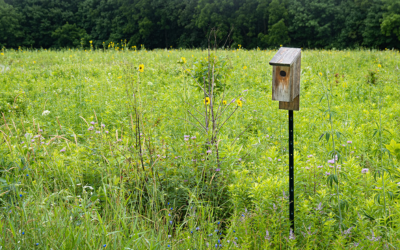A bluebird house in the middle of a prairie at Blue Mounds Wildlife Area.