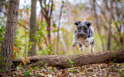 dog jumping dog at Prairie Moraine County Park