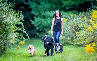 Three dogs running with woman at Prairie Moraine County Park