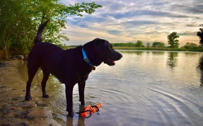 Dog at water's edge at Viking County Park