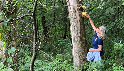 Foraging for Mushrooms