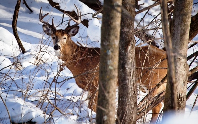 deer in snow behind trees