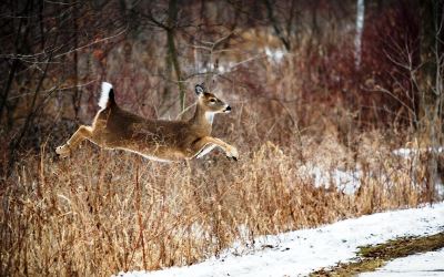 deer in snow jumping over grass