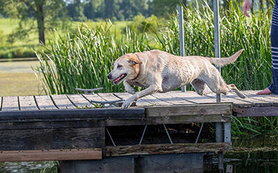 Dog jumping off a pier into the lake