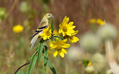 Goldfinch sitting on a yellow flower