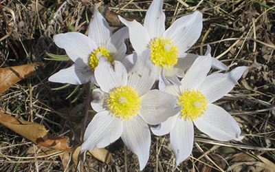 Pasque Flower Prairie Plant