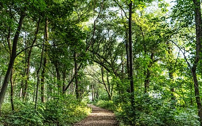 Trail through woods at Anderson Farm County Park