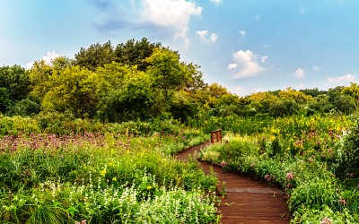 Boardwalk trail through flowering wetland