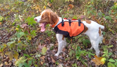 dog orange vest hunting