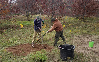 Volunteers Planting Oak Trees